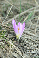 Colchicum bulbocodium versicolor