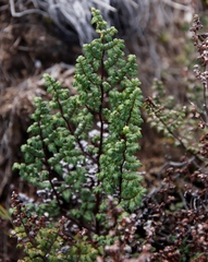 Cheilanthes quadripinnata
