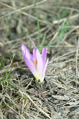 Colchicum bulbocodium versicolor