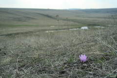 Colchicum bulbocodium versicolor
