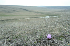 Colchicum bulbocodium versicolor