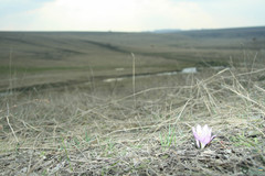 Colchicum bulbocodium versicolor