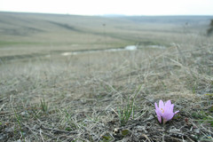 Colchicum bulbocodium versicolor