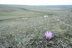 Colchicum bulbocodium versicolor