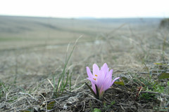 Colchicum bulbocodium versicolor