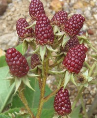 Rubus hondurensis