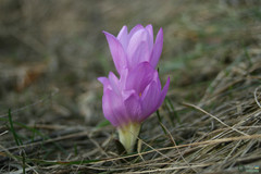 Colchicum bulbocodium versicolor