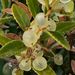 Rubia fruticosa - Photo (c) lougarou, algunos derechos reservados (CC BY-NC), subido por lougarou