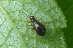 Orthonotus rufifrons