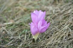 Colchicum bulbocodium versicolor