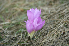 Colchicum bulbocodium versicolor