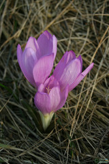 Colchicum bulbocodium versicolor
