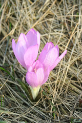 Colchicum bulbocodium versicolor