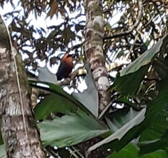 Baryphthengus martii