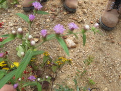 Lepidaploa canescens