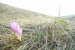 Colchicum bulbocodium versicolor