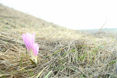 Colchicum bulbocodium versicolor