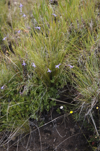 Lobelia preslii, photograph 5