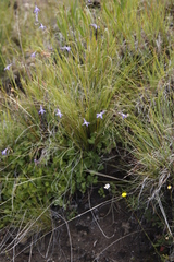 Lobelia preslii