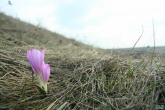 Colchicum bulbocodium versicolor