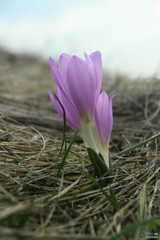 Colchicum bulbocodium versicolor