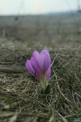 Colchicum bulbocodium versicolor