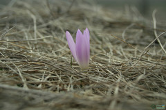 Colchicum bulbocodium versicolor