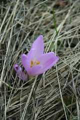 Colchicum bulbocodium versicolor