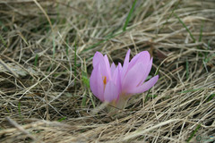 Colchicum bulbocodium versicolor