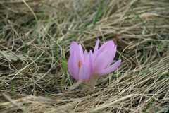 Colchicum bulbocodium versicolor