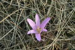 Colchicum bulbocodium versicolor