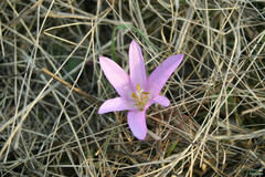 Colchicum bulbocodium versicolor