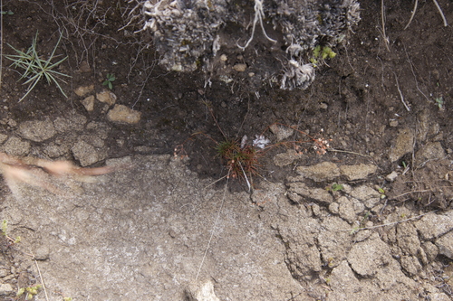 Berg Spookasem (Pharnaceum alpinum)