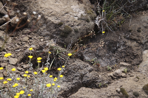Image of Pharnaceum alpinum by (c) Tony Rebelo, some rights reserved (CC BY-SA)