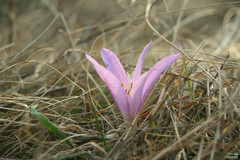 Colchicum bulbocodium versicolor