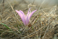 Colchicum bulbocodium versicolor