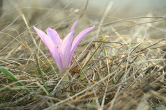 Colchicum bulbocodium versicolor