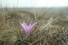 Colchicum bulbocodium versicolor
