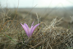 Colchicum bulbocodium versicolor