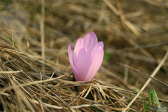 Colchicum bulbocodium versicolor