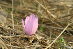 Colchicum bulbocodium versicolor