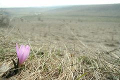 Colchicum bulbocodium versicolor