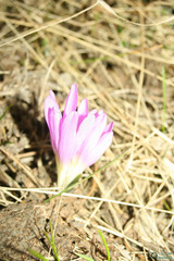 Colchicum bulbocodium versicolor