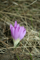Colchicum bulbocodium versicolor