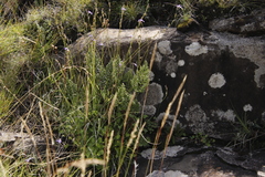 Cheilanthes quadripinnata