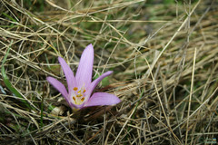 Colchicum bulbocodium versicolor