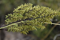 Cheilanthes quadripinnata