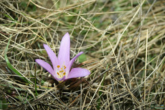 Colchicum bulbocodium versicolor
