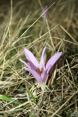 Colchicum bulbocodium versicolor