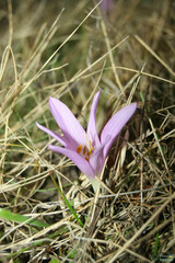 Colchicum bulbocodium versicolor